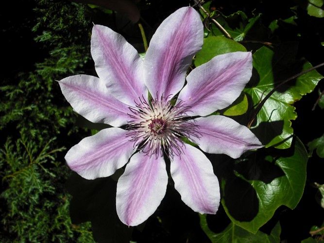 Clematis